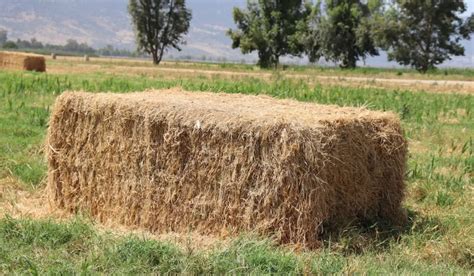 A Comprehensive Guide to Hay Bales: Types, Uses, and Benefits.